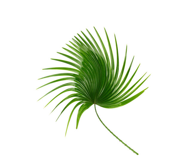istock Green leaf of palm tree background 813560022