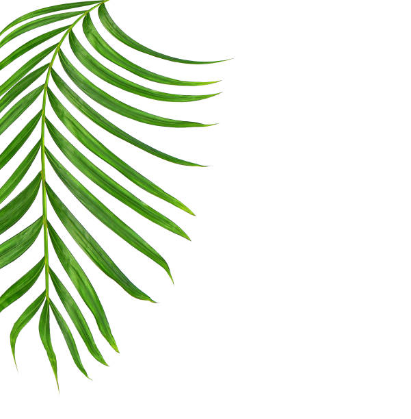 istock Green leaves of palm tree isolated on white background 813562650