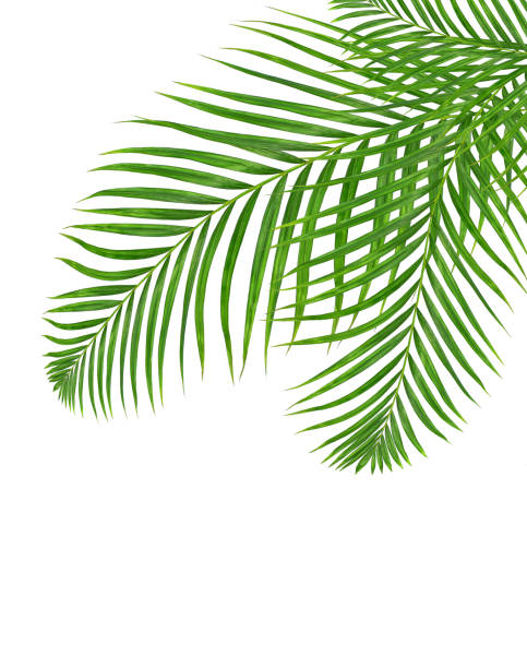 istock Green leaves of palm tree isolated on white background 813562754