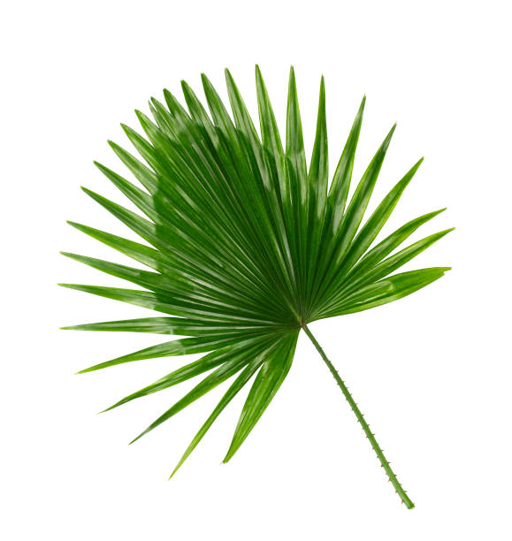 istock Green leaf of palm tree background 813567688
