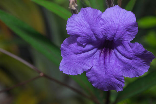 istock Purple Ruellia tuberosa flower 813574988