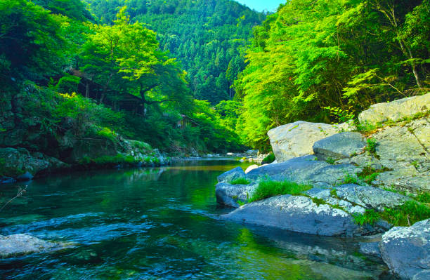 istock Kyoto Kiyotaki's blue maple 813580618