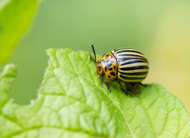 istock Colorado of beetles 813581254