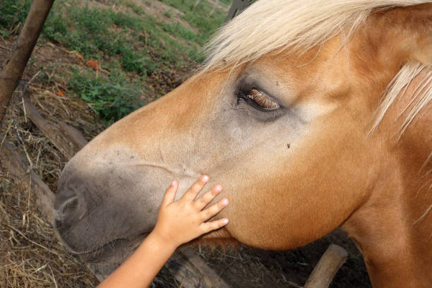 рука малыша или ребенка обнадеживает или поражая головную лошадь в укрытии - horse child animal feeding стоковые фото и изображения