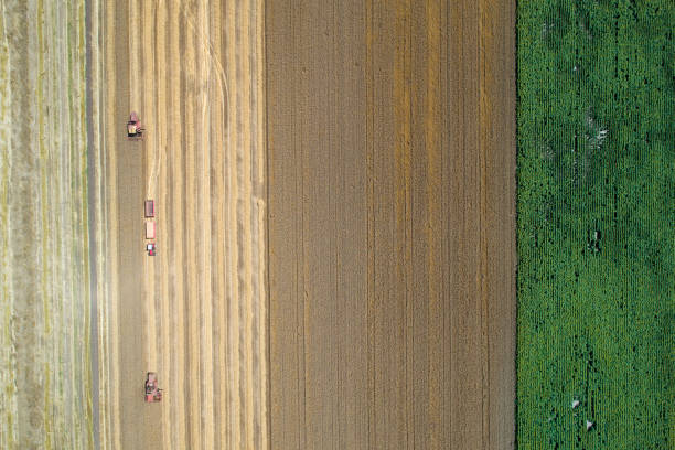 istock Combine harvesters working in wheat field 813588468