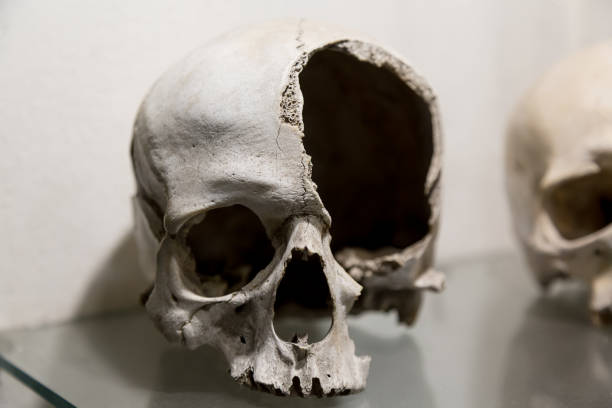 menschlichen schädel nahaufnahme gebrochen - kutna hora skull human bone people stock-fotos und bilder