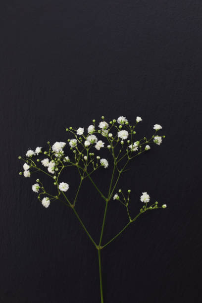 flores pequeñas de gypsophila blanco sobre fondo negro piedra con espacio de copia - aliento fotografías e imágenes de stock