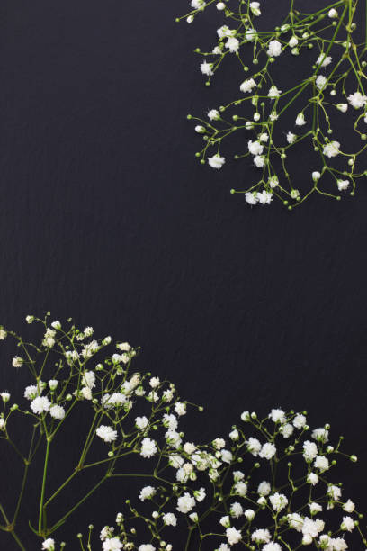 Gypsophila white small flowers on black stone background with copy space