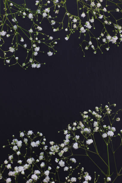 istock Gypsophila white small flowers on black stone background with copy space 813594292