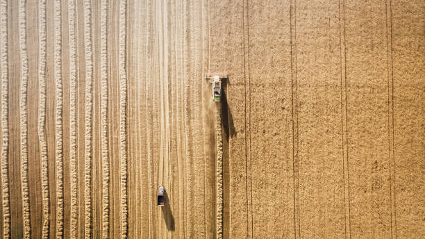 cosechadora trabajando en campo y corta el trigo. ucrania. vista aérea. - trilla fotografías e imágenes de stock