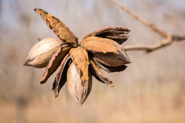 istock Husks and Pecan branch 813597170