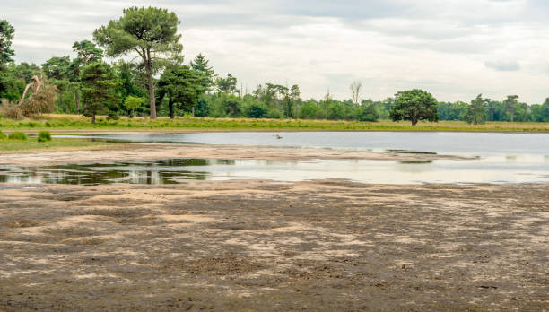 fen mit niedrigem wasserstand in einem naturschutzgebiet an der grenze zwischen belgien und den niederlanden - 2841 stock-fotos und bilder