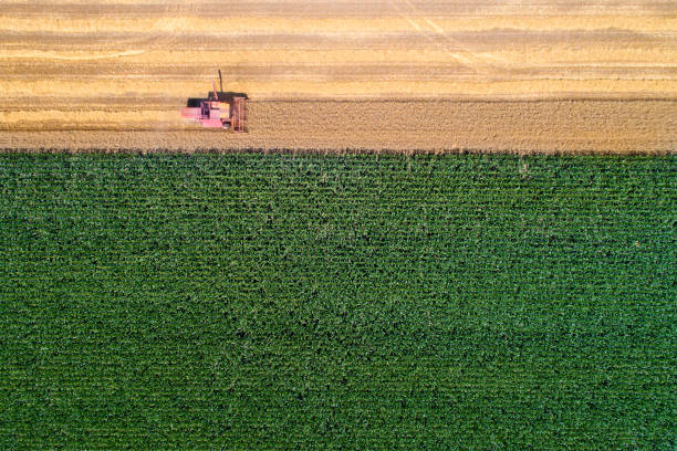 istock Combine harvester working in wheat field 813600970