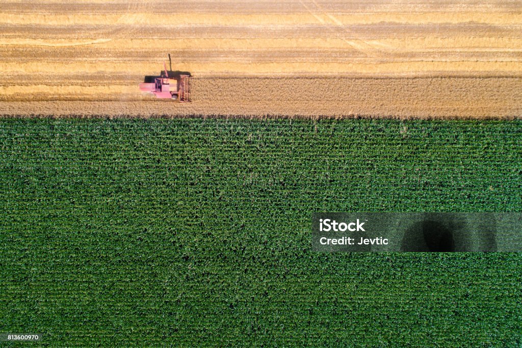 Combine harvester working in wheat field Top view of combine harvester working in golden wheat field. Harvesting season in agricultural works Aerial View Stock Photo