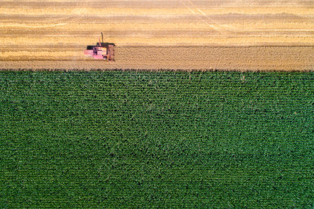 colheitadeira combinada trabalhando no campo de trigo - field corn crop scenics farm - fotografias e filmes do acervo