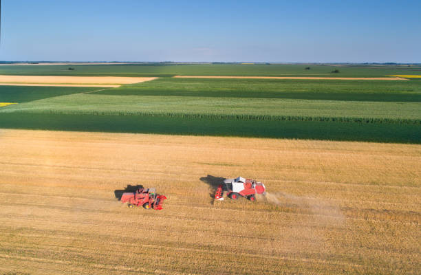 istock Combine harvesters working in wheat field 813601158