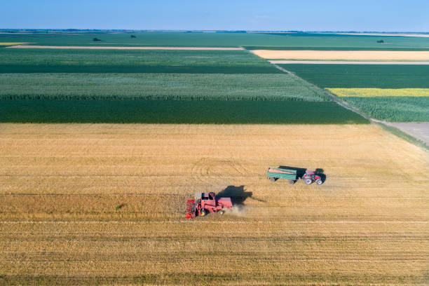 istock Combine harvester and tractor working in wheat field 813603344