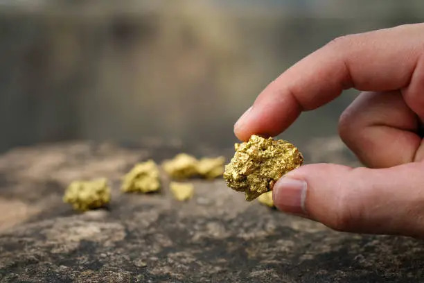 Photo of The pure gold ore found in the mine is in the hands of men.