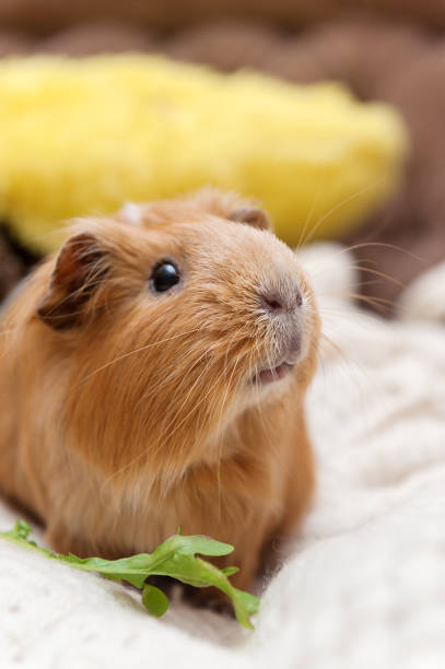 istock Portrait of red guinea pig. 813604340