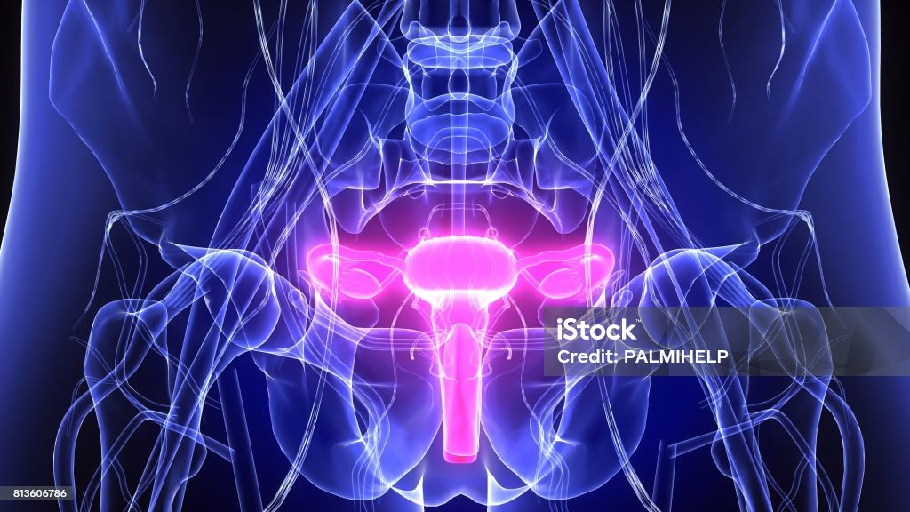 3d illustration of female reproduction system anatomy The female reproductive system (or female genital system) is made up of the internal and external sex organs that function in human reproduction. Uterus Stock Photo