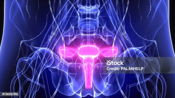 3d Illustration Of Female Reproduction System Anatomy Stock Photo - Download Image Now