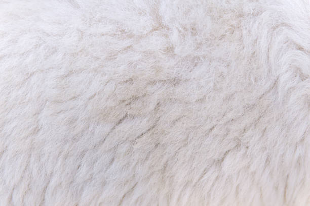 istock woolly sheep fleece for background and design 813607034