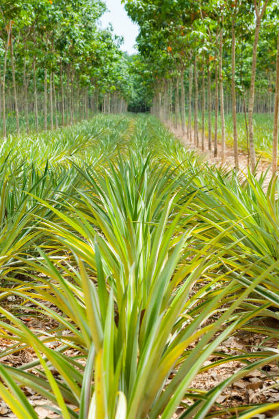 istock Pineapple plant field in rubber garden 813607136