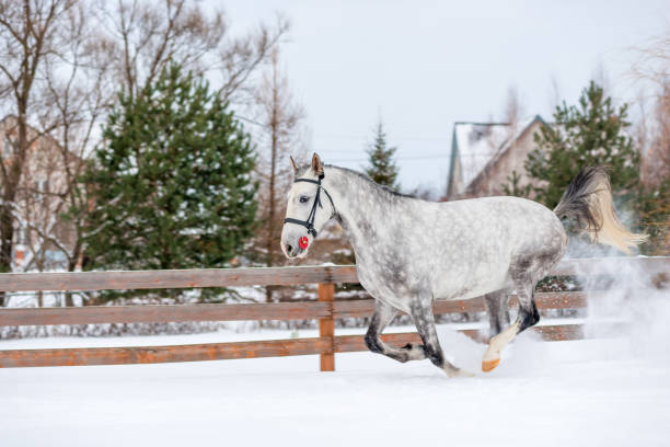 fast gray thoroughbred horse in the snow in winter - horse winter dapple gray gray imagens e fotografias de stock