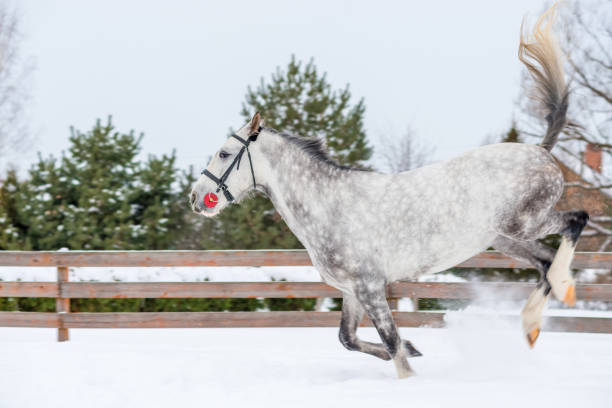 un puledro di colore grigio sulla neve gioca attivamente - horse winter dapple gray gray foto e immagini stock