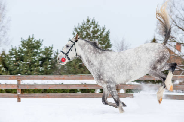 активно играет жеребенок серого цвета на снегу - horse dapple gray gray winter стоковые фото и изображения