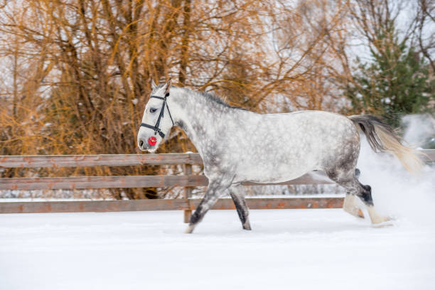 un cavallo salta in una mela nella neve nel gelo - horse winter dapple gray gray foto e immagini stock