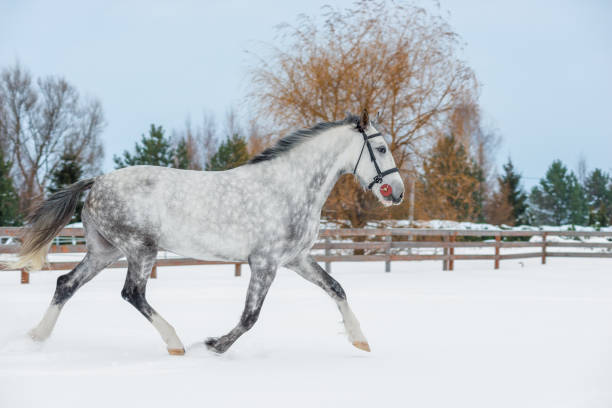 giovane cavallo grigio sportivo che salta sulla neve in inverno - horse winter dapple gray gray foto e immagini stock