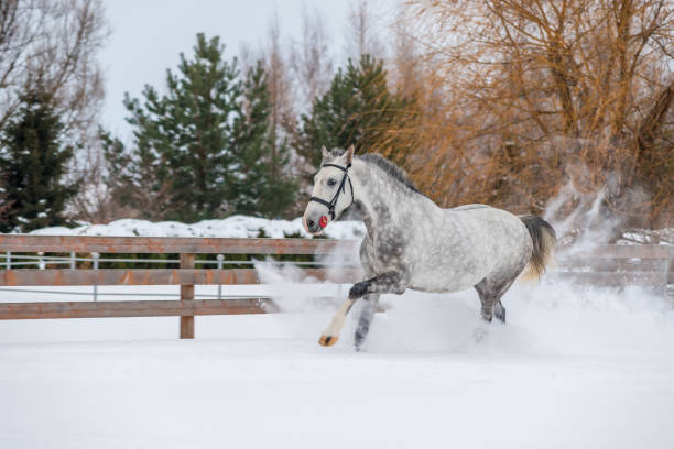очень быстрая лошадь бежит по снежу полю - horse dapple gray gray winter стоковые фото и изображения