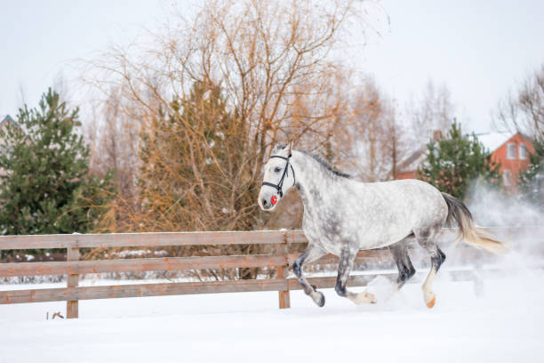 allenamento cavallo grigio in inverno sul campo - horse winter dapple gray gray foto e immagini stock