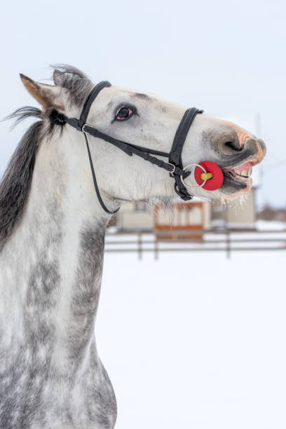 ritratto verticale di un cavallo impetoso primo piano in una giornata invernale - horse winter dapple gray gray foto e immagini stock