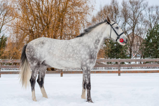 cavallo in lana grigia poggia su un campo innevato in inverno - horse winter dapple gray gray foto e immagini stock