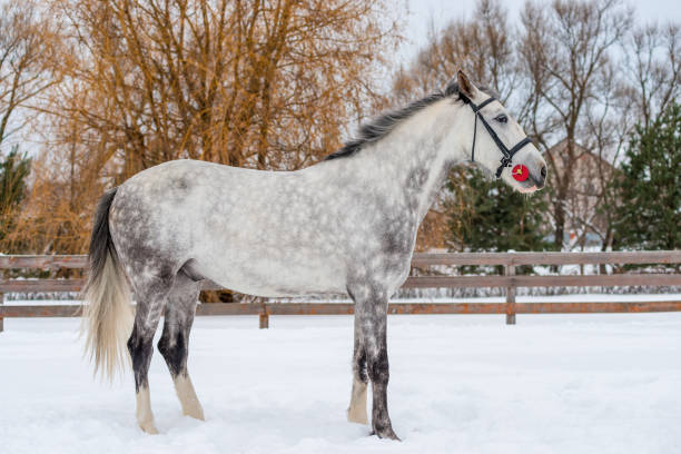 horse in gray wool rests on a snowy field in winter - horse winter dapple gray gray imagens e fotografias de stock