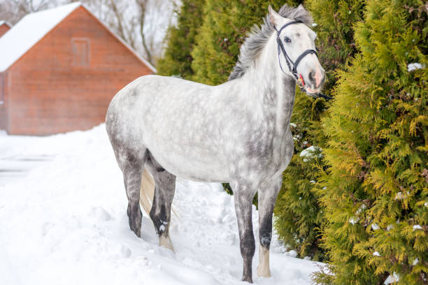 bellissimo cavallo grigio maculato si trova vicino all'abete in inverno - horse winter dapple gray gray foto e immagini stock