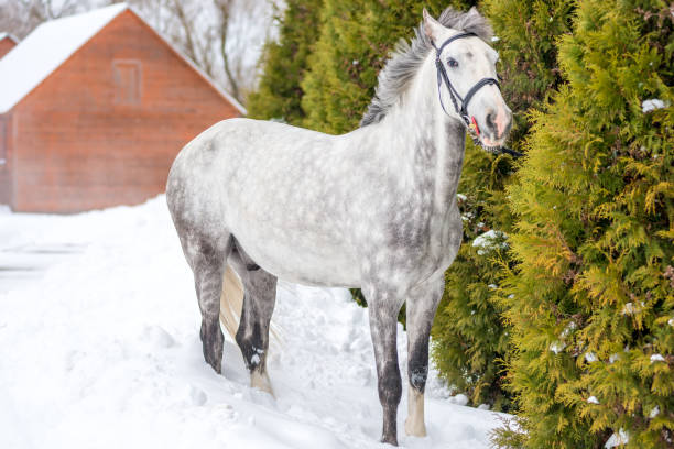 beautiful spotted gray horse stands near the fir in winter - horse winter dapple gray gray imagens e fotografias de stock