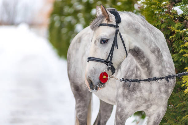 a horse tethered near trees in winter - horse winter dapple gray gray imagens e fotografias de stock