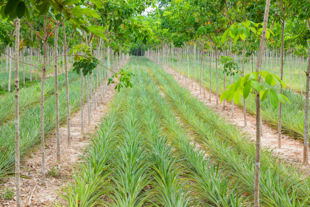 istock Pineapple plant field in rubber garden 813607772