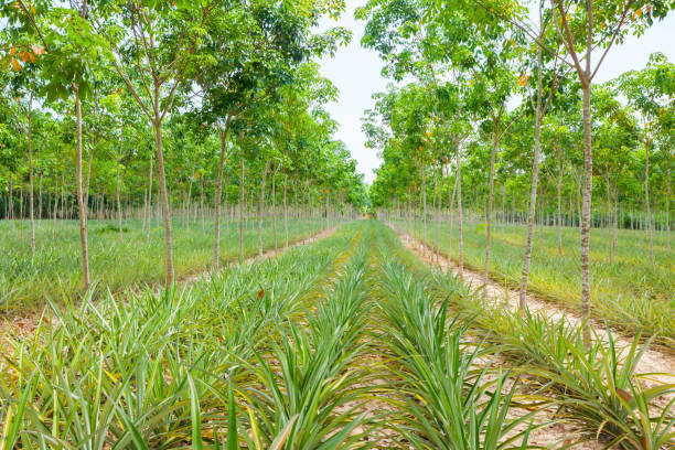 istock Pineapple plant field in rubber garden 813607978