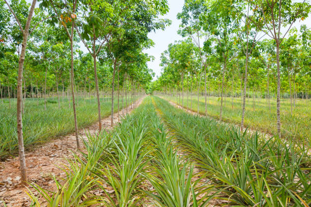 istock Pineapple plant field in rubber garden 813608404
