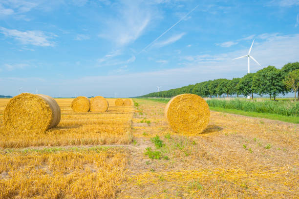 Large round straw bales in a field in summer