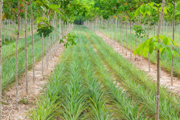 istock Pineapple plant field in rubber garden 813609378