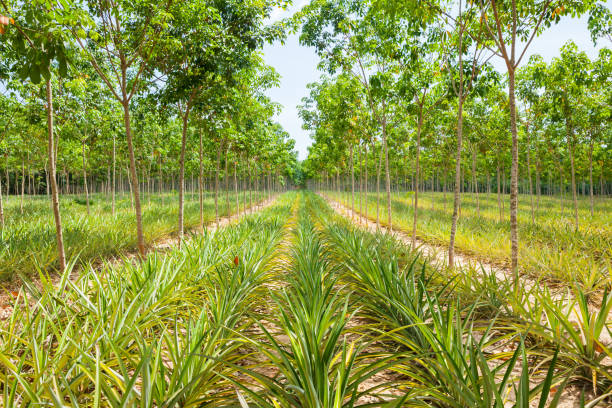 istock Pineapple plant field in rubber garden 813612724