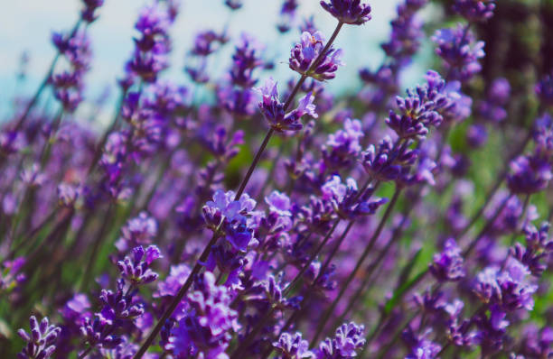 istock Beautiful violet wild Lavender backdrop meadow close up. 813612994