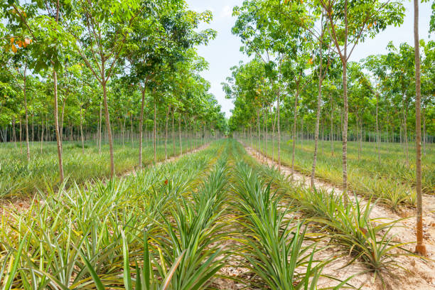 istock Pineapple plant field in rubber garden 813613408