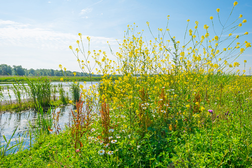 Wild flowers along a lake in summer