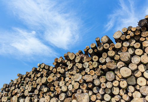 Many sawed pine logs stacked in a pile under cloudy sky. Front view close-up.